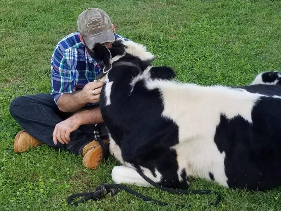 Annie the Backseat Driver Cow in a Pick-Up Truck